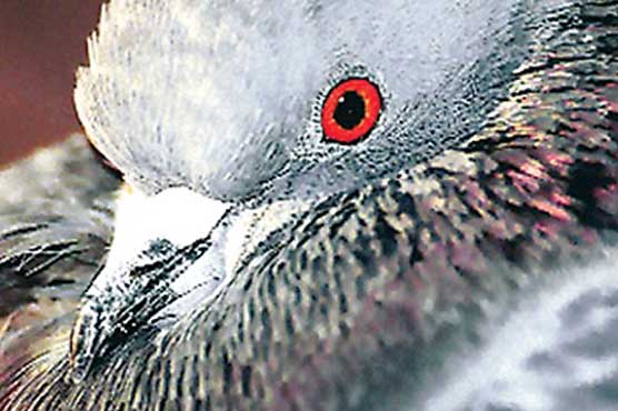Pigeon "Jan Baz Khan" fled back to Pakistan, India on alert