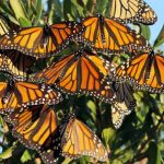Mexico: Monarch butterflies in danger of extinction