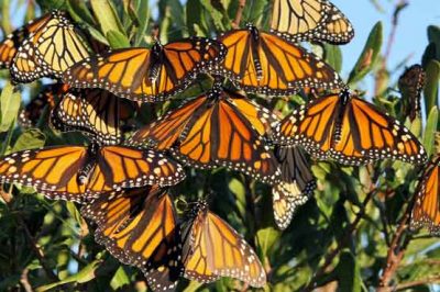 Mexico: Monarch butterflies in danger of extinction