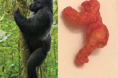 'Guerrilla chips, sold for $ 1 million