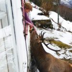Stag taking meals three times daily from woman
