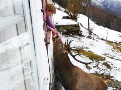 Stag taking meals three times daily from woman