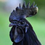 Blackest hen of world black blood