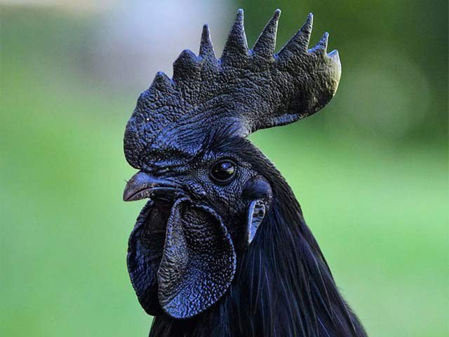Blackest hen of world black blood