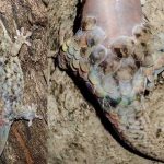 Escape The Lizard Off his skin