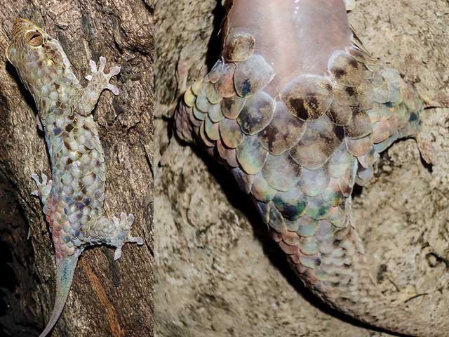 Escape The Lizard Off his skin