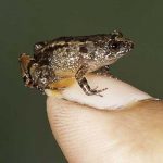 SEVEN, SHORTEST, FORMS, OF, FROG, DISCOVERED, IN, INDIA, DEHLI, UNIVERSITY