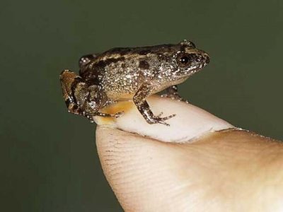 SEVEN, SHORTEST, FORMS, OF, FROG, DISCOVERED, IN, INDIA, DEHLI, UNIVERSITY