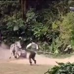Zebra attack on employeein zoo of China