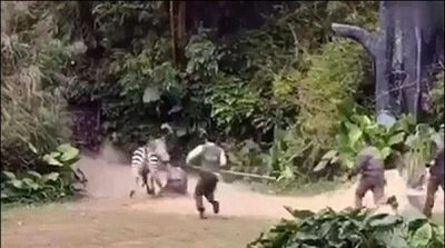 Zebra attack on employeein zoo of China