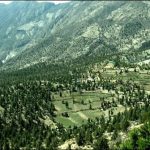 Ziarat: Pine forests included in the list of World Heritage