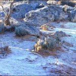Snowfall on the Emirates highest mountain Jabal Jaish