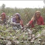 Cotton production increased by 10.63 percent
