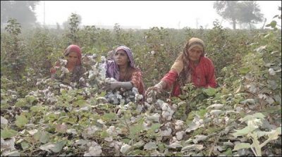 Cotton production increased by 10.63 percent
