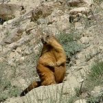 Certain types of animals in Pakistan pose serious threats