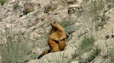 Certain types of animals in Pakistan pose serious threats