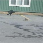 Pizza amateur squirrel defends crow
