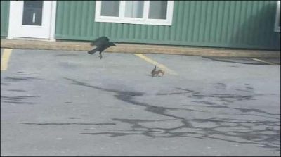 Pizza amateur squirrel defends crow
