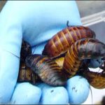 India: excluded the cockroach from female head