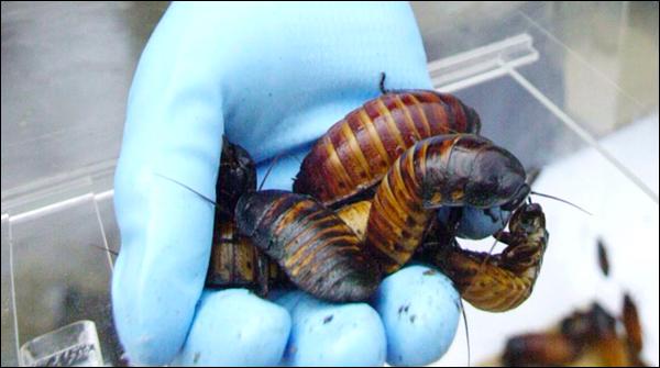 India: excluded the cockroach from female head
