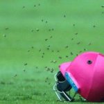 Bees attack during the Sri Lanka, South Africa's cricket match