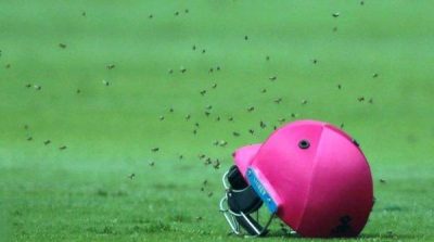 Bees attack during the Sri Lanka, South Africa's cricket match
