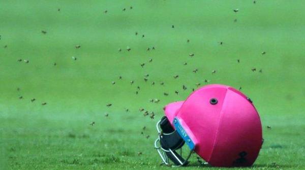 Bees attack during the Sri Lanka, South Africa's cricket match