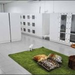 Luxury hotel for pet cats in Malaysia