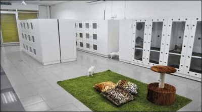 Luxury hotel for pet cats in Malaysia