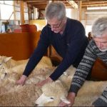 New Zealand sheep shorn global competition starts