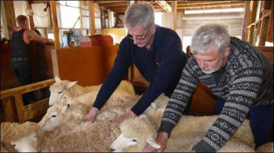 New Zealand sheep shorn global competition starts