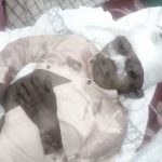 Mian channu: Two childrens burnt with injured when fire in a passenger van