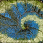 A, PLANT, WHICH, GROWS, UNDER, SHADOW, AND, BECAME, BLUE, AT, GROWING, OLD