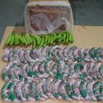 Failed attempt to smuggle drugs hidden in the fake bananas in Spain