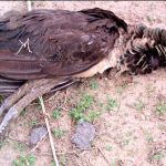 THAR, SINDH, MORE, TWENTY, PEACOCKS, DIED, OF, DISEASE