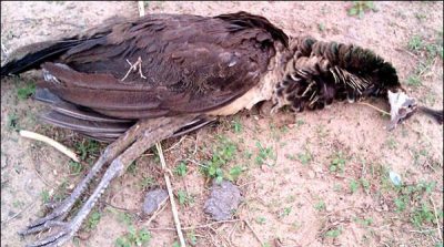 THAR, SINDH, MORE, TWENTY, PEACOCKS, DIED, OF, DISEASE