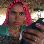 THAR, MARVI, IS, WORRIED, ABOUT, HER, PET, PEACOCKS, WHO, ARE, IN, DANGER, NOW, BECAUSE, OF, RANI KHET
