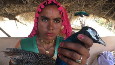 THAR, MARVI, IS, WORRIED, ABOUT, HER, PET, PEACOCKS, WHO, ARE, IN, DANGER, NOW, BECAUSE, OF, RANI KHET