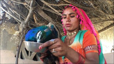 THAR, MARVI, IS, WORRIED, ABOUT, HER, PET, PEACOCKS, WHO, ARE, IN, DANGER, NOW, BECAUSE, OF, RANI KHET