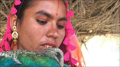 THAR, MARVI, IS, WORRIED, ABOUT, HER, PET, PEACOCKS, WHO, ARE, IN, DANGER, NOW, BECAUSE, OF, RANI KHET