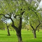 The trees are prone to obesity and lethargy