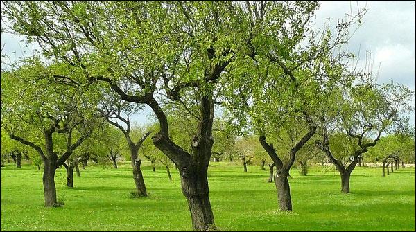 The trees are prone to obesity and lethargy