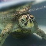 Thailand: coins of destiny eating turtle dies