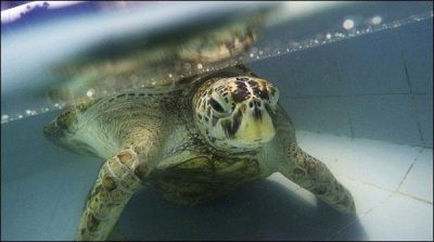 Thailand: coins of destiny eating turtle dies