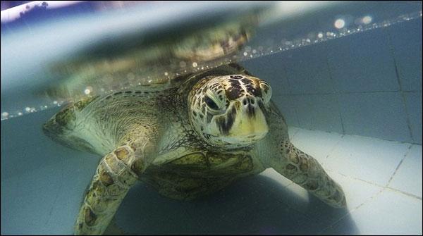 Thailand: coins of destiny eating turtle dies