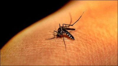 Karachi: confirmed Chicken Guinea virus in 20 people