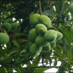 Nasarpur:: diseases in mango plantations, production expected to decline