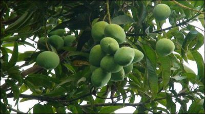 Nasarpur:: diseases in mango plantations, production expected to decline