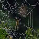 Spider venom beneficial to the brain after a stroke, research