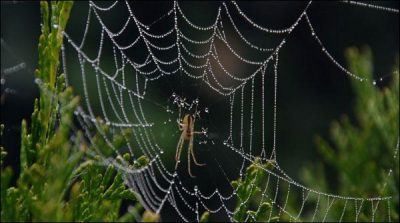 Spider venom beneficial to the brain after a stroke, research